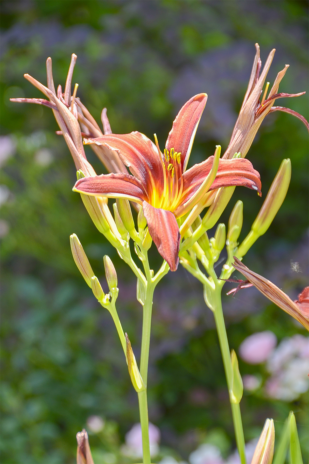 INDESCRIBABLE BEAUTY